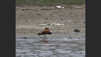 Ruddy Shelduck
