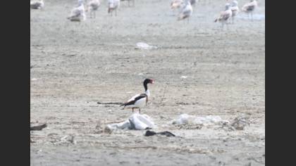 Common Shelduck