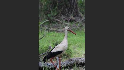 White Stork