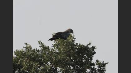 Short-toed Snake Eagle