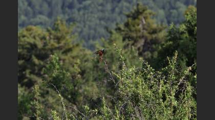 Common Redstart