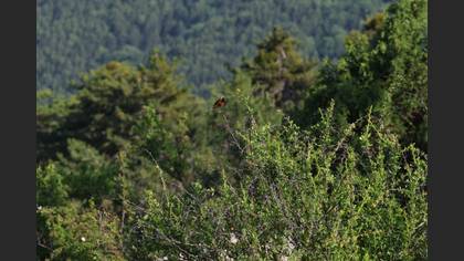 Common Redstart