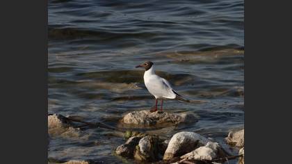 Black-headed Gull
