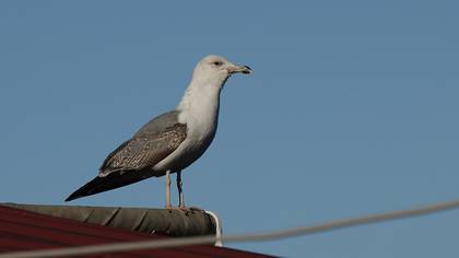 Caspian Gull