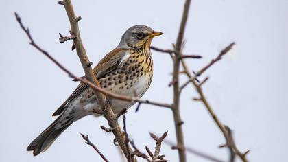Fieldfare