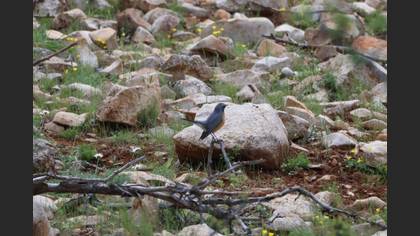 White-throated Robin