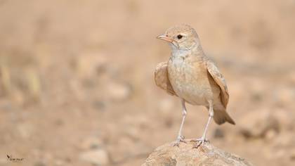 Bar-tailed Lark