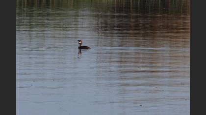 Great Crested Grebe