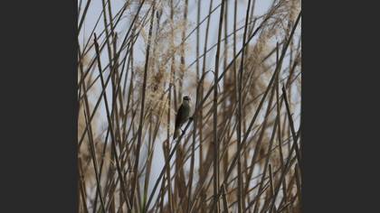 Sedge Warbler