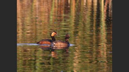Black-necked Grebe