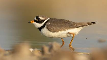 Common Ringed Plover