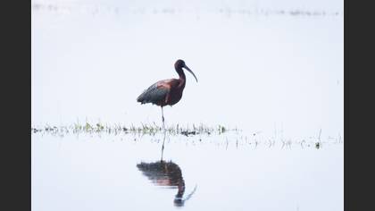 Glossy Ibis