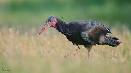 Northern Bald Ibis