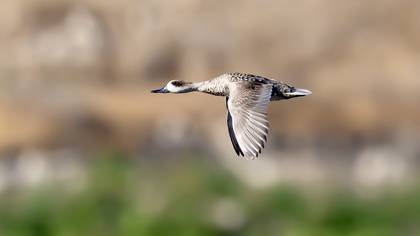 Marbled Duck