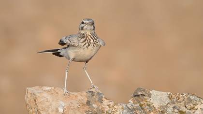 Greater Hoopoe-Lark