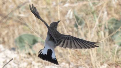 Cyprus Wheatear