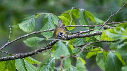 Common Firecrest
