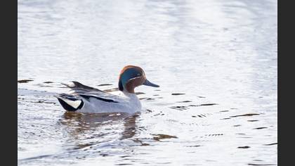 Eurasian Teal