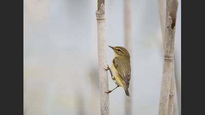 Willow Warbler