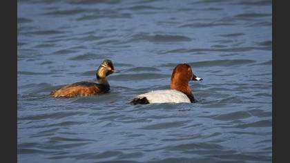 Black-necked Grebe