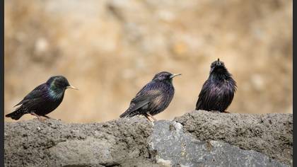 Common Starling