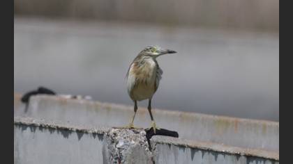 Squacco Heron