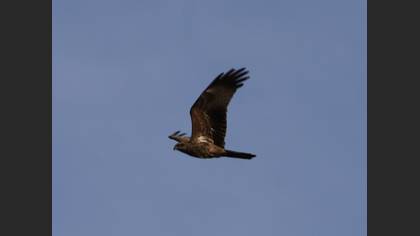 Black Kite
