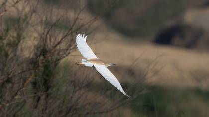 Squacco Heron