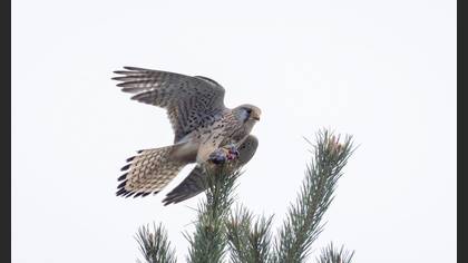 Common Kestrel