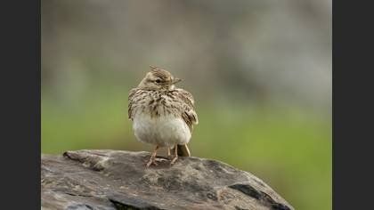 Crested Lark