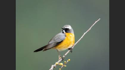 White-throated Robin