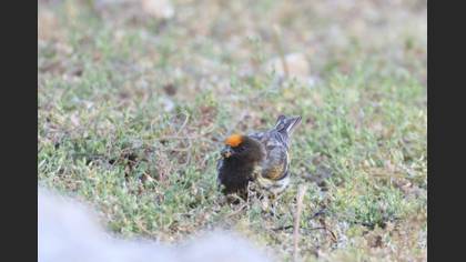 Red-fronted Serin