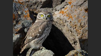 Little Owl