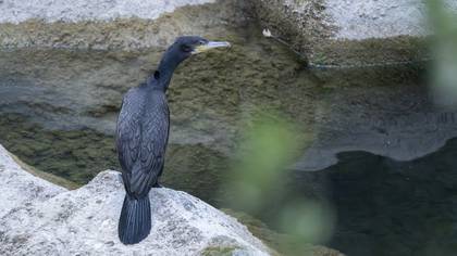 Great Cormorant