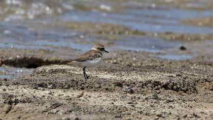 Tibetan Sand Plover