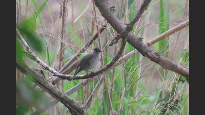Eurasian Blackcap