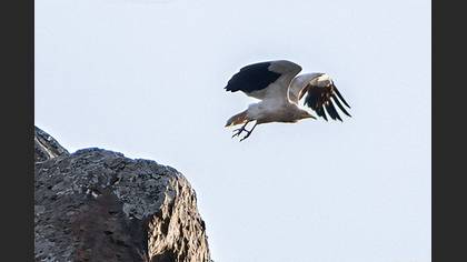 Egyptian Vulture