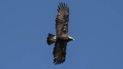 Eastern Imperial Eagle