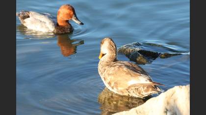 Common Pochard