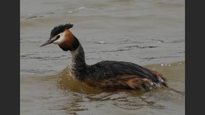 Great Crested Grebe