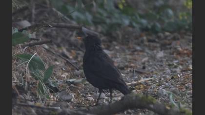 Common Blackbird