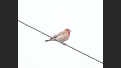 Common Rosefinch
