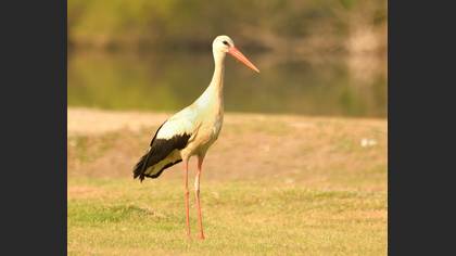 White Stork