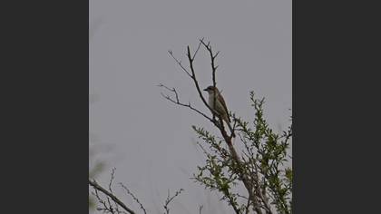 Red-backed Shrike