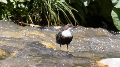 White-throated Dipper