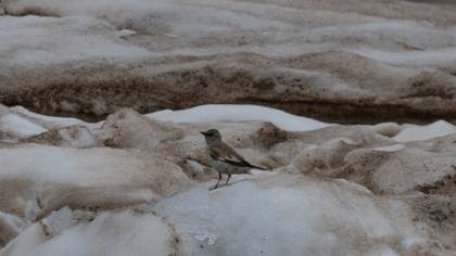 White-winged Snowfinch