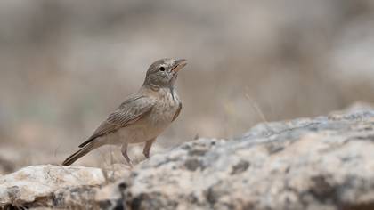 Desert Lark