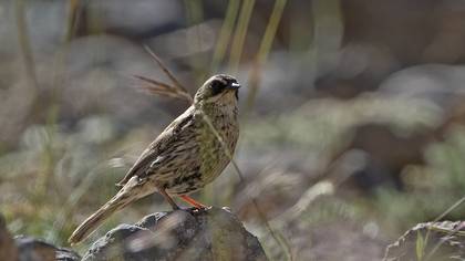 Radde`s Accentor