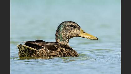 Mallard