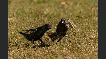 Common Starling
